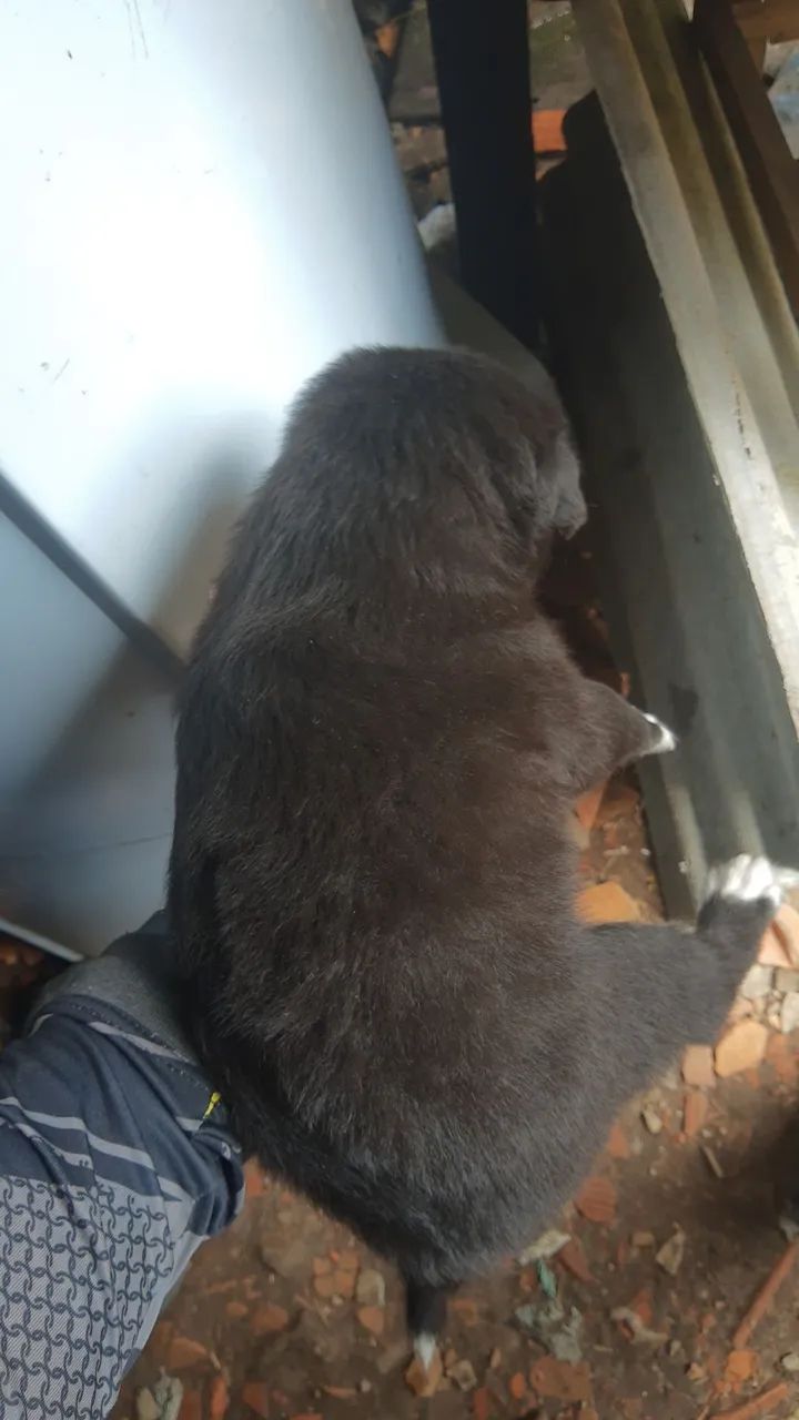 Filhote vira lata apenas fêmeas 