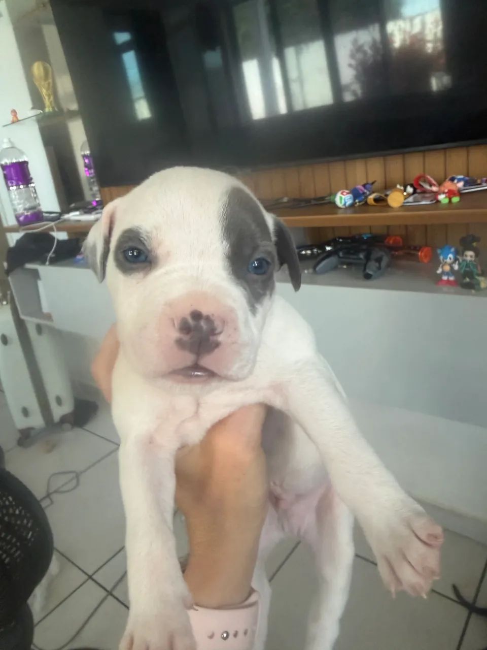 Lindos filhotes de pitbull  - Foto 3