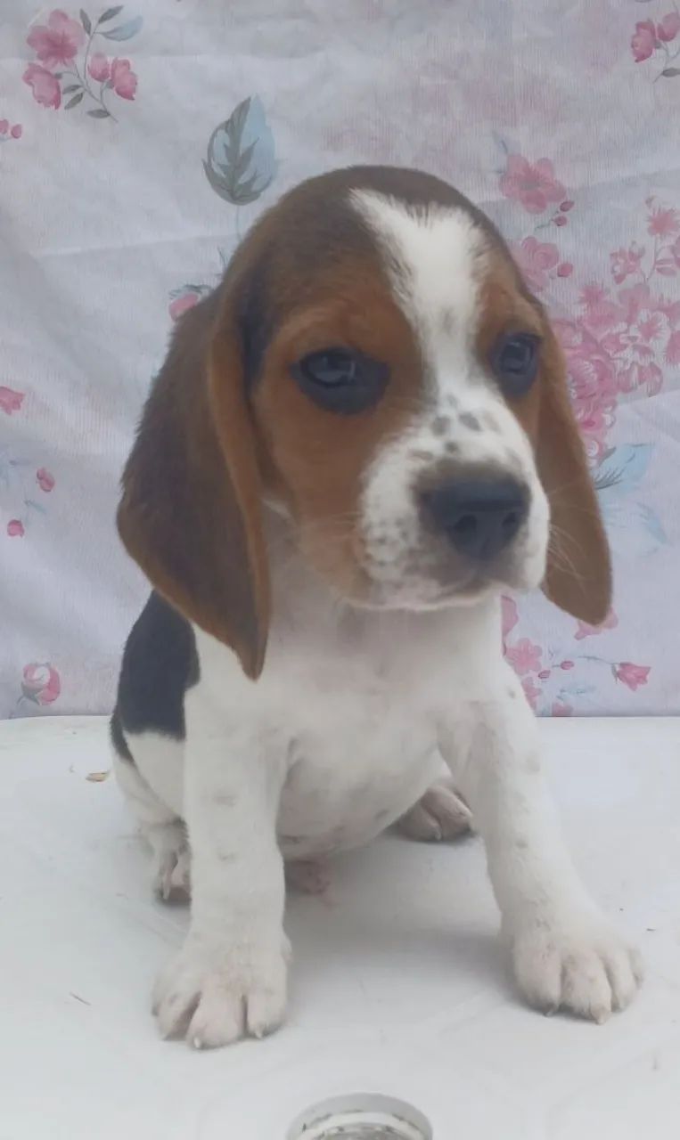 Fillhotes de Beagle - Foto 2