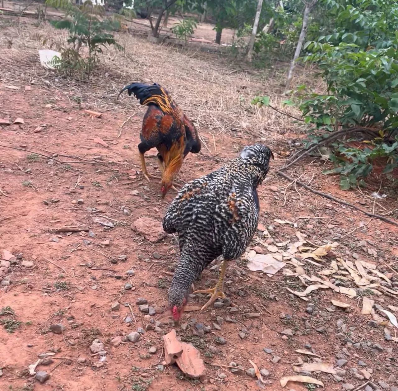 Frango caipira 