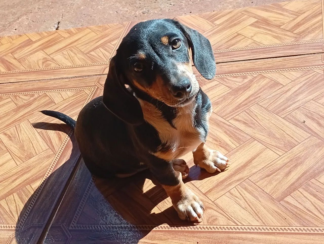 Pet - Foto 2