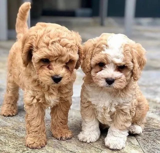 Poodle "Pensar é cansativo."