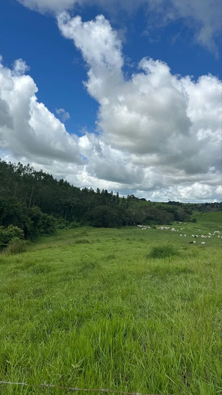 Vendo eucaliptos pronto pra retirar  - Foto 3