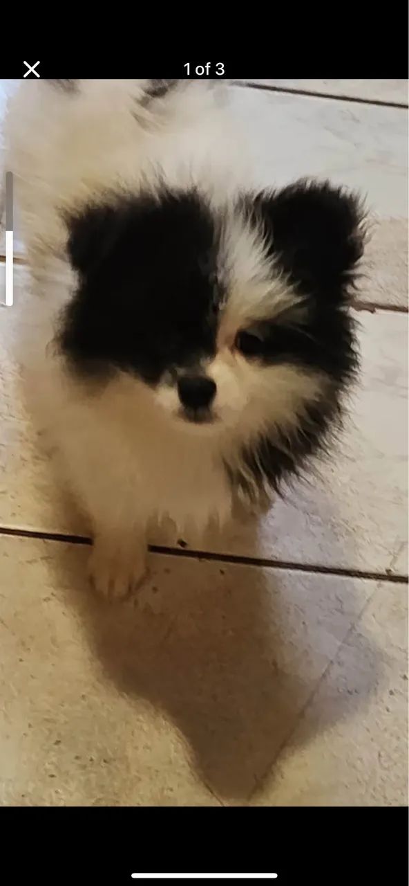 Lulu spitz - Foto 3
