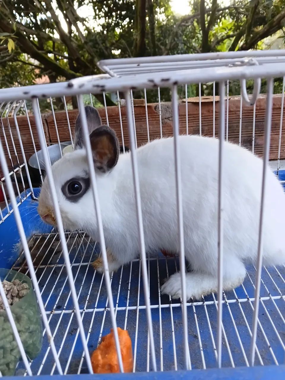 Venda de coelhos anões adultos - Foto 2