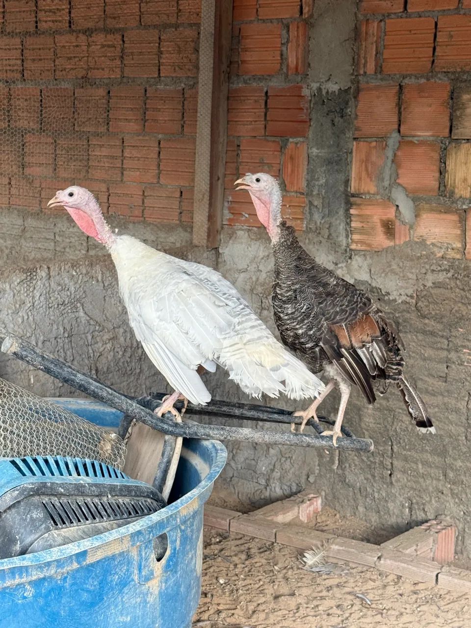 Peru Macho e Fêmea adultos  - Foto 2