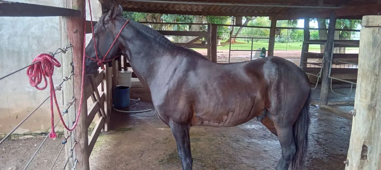 Cavalo Manga larga, marcha picada  - Foto 4