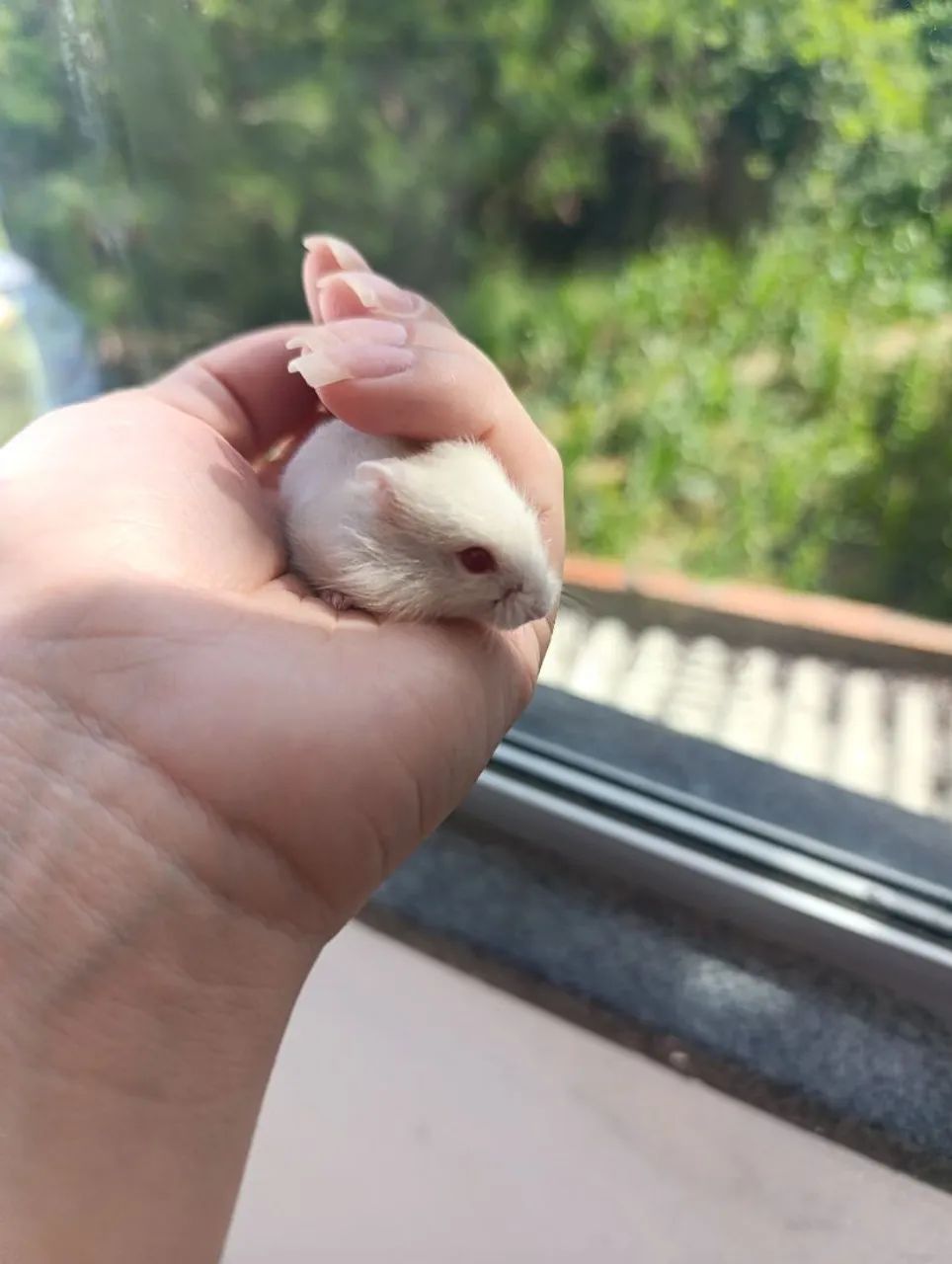 Vende-se Hamster Anão Russo Filhotes albinos  - Foto 2
