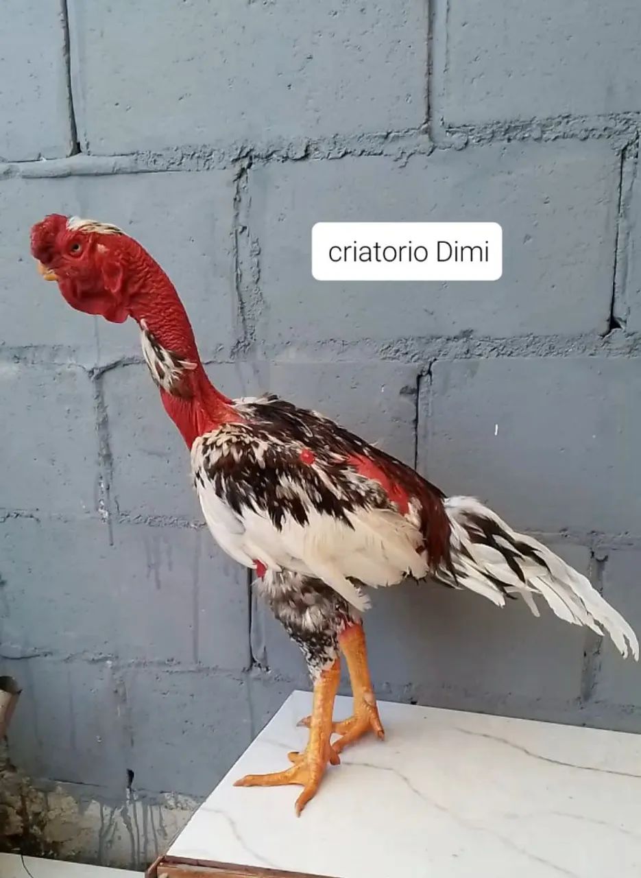 Bico curto  - Foto 3