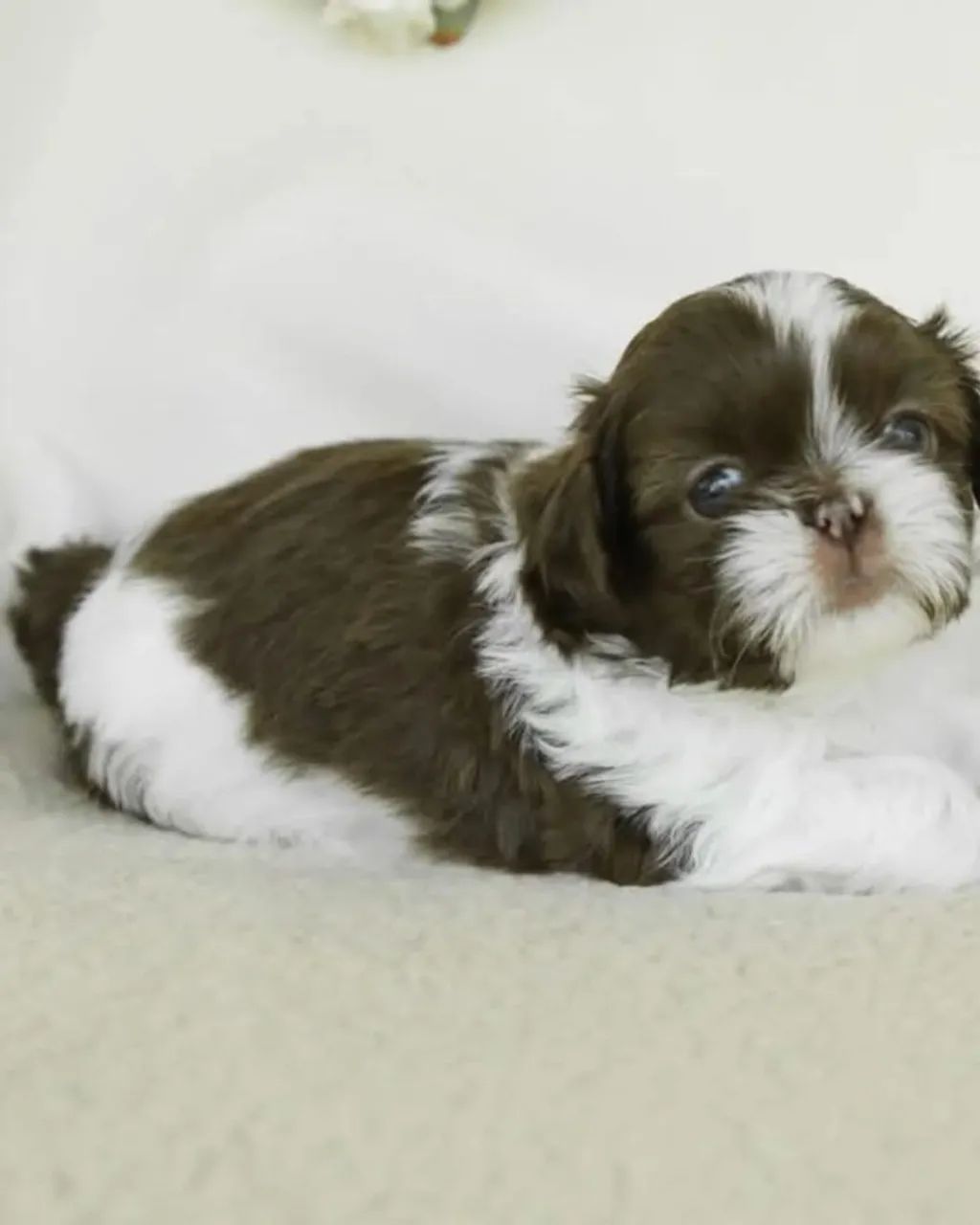 Filhotes de Shih Tzu | Filhotinhos muito especiais!