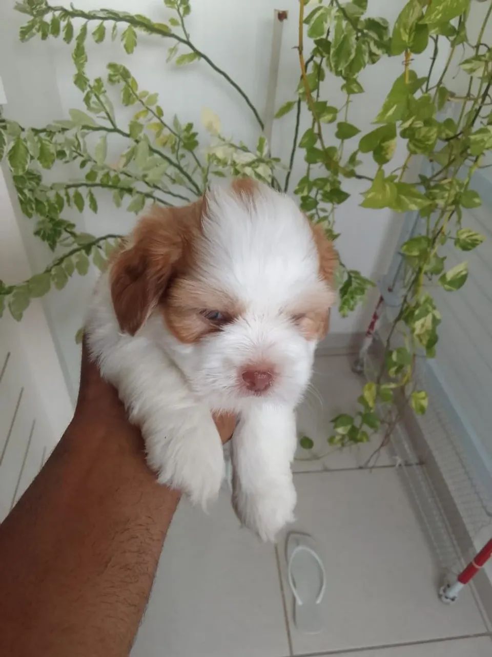 Lhasa Apso Promoção  - Foto 5