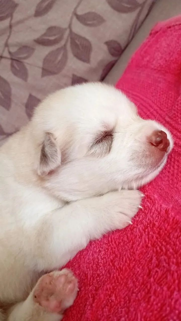Husky siberiano a venda  - Foto 2
