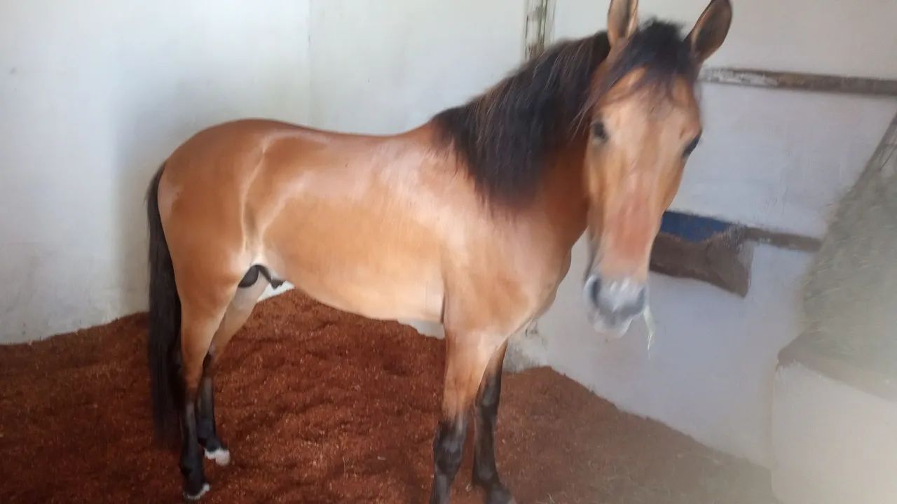Cavalos  - Foto 2