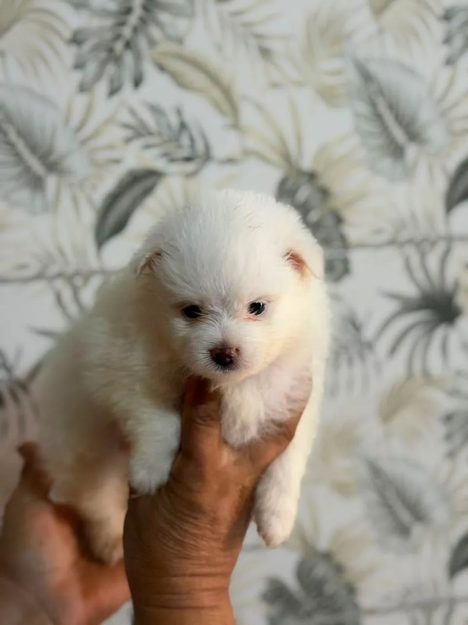 Cachorro 