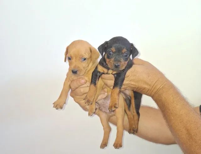 Lindos filhotes de Pinscher - Foto 4