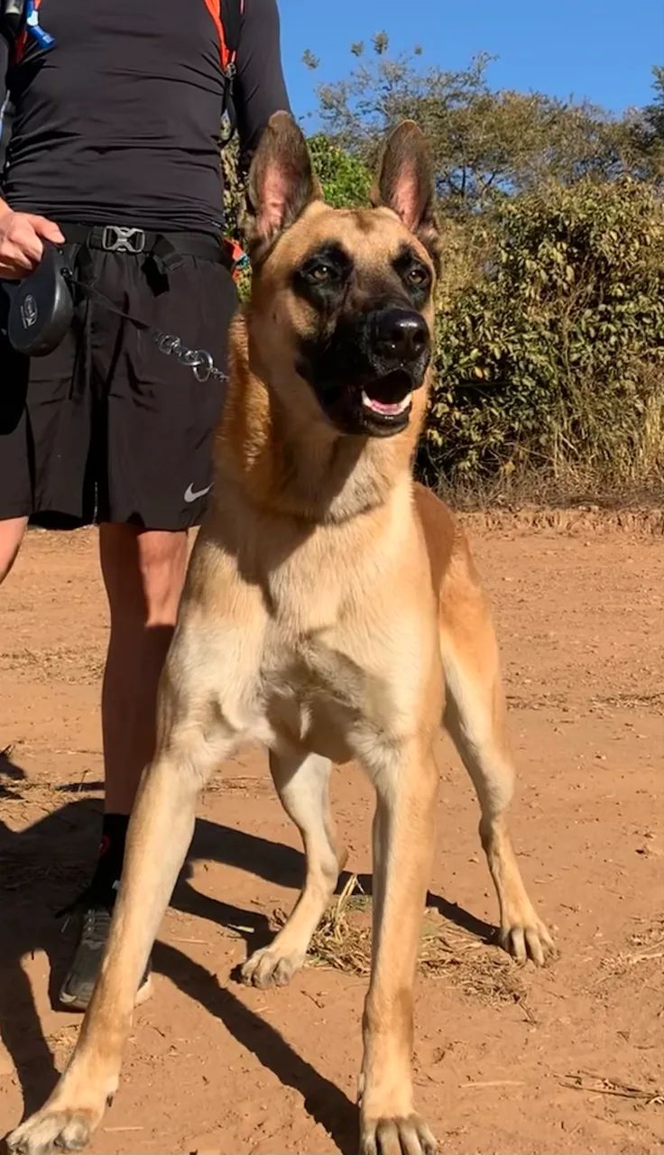 Pastor Belga Malinois