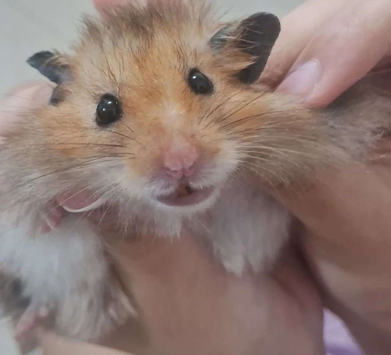 Hamster
