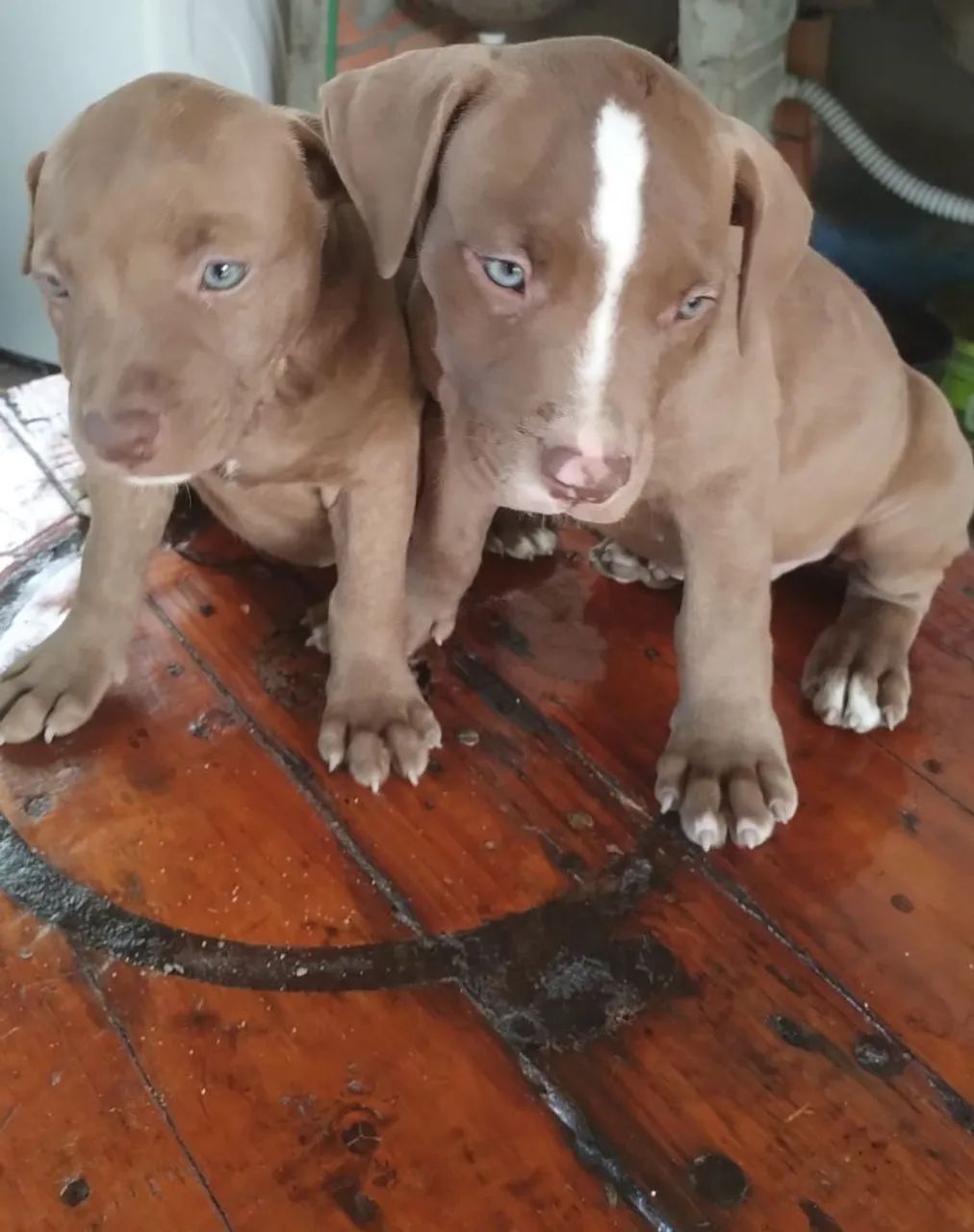Vendo filhotes Pitbull monster  - Foto 4