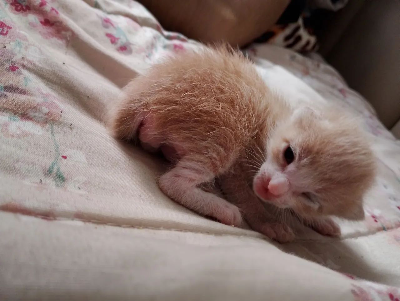 Gato laranja macho  - Foto 2