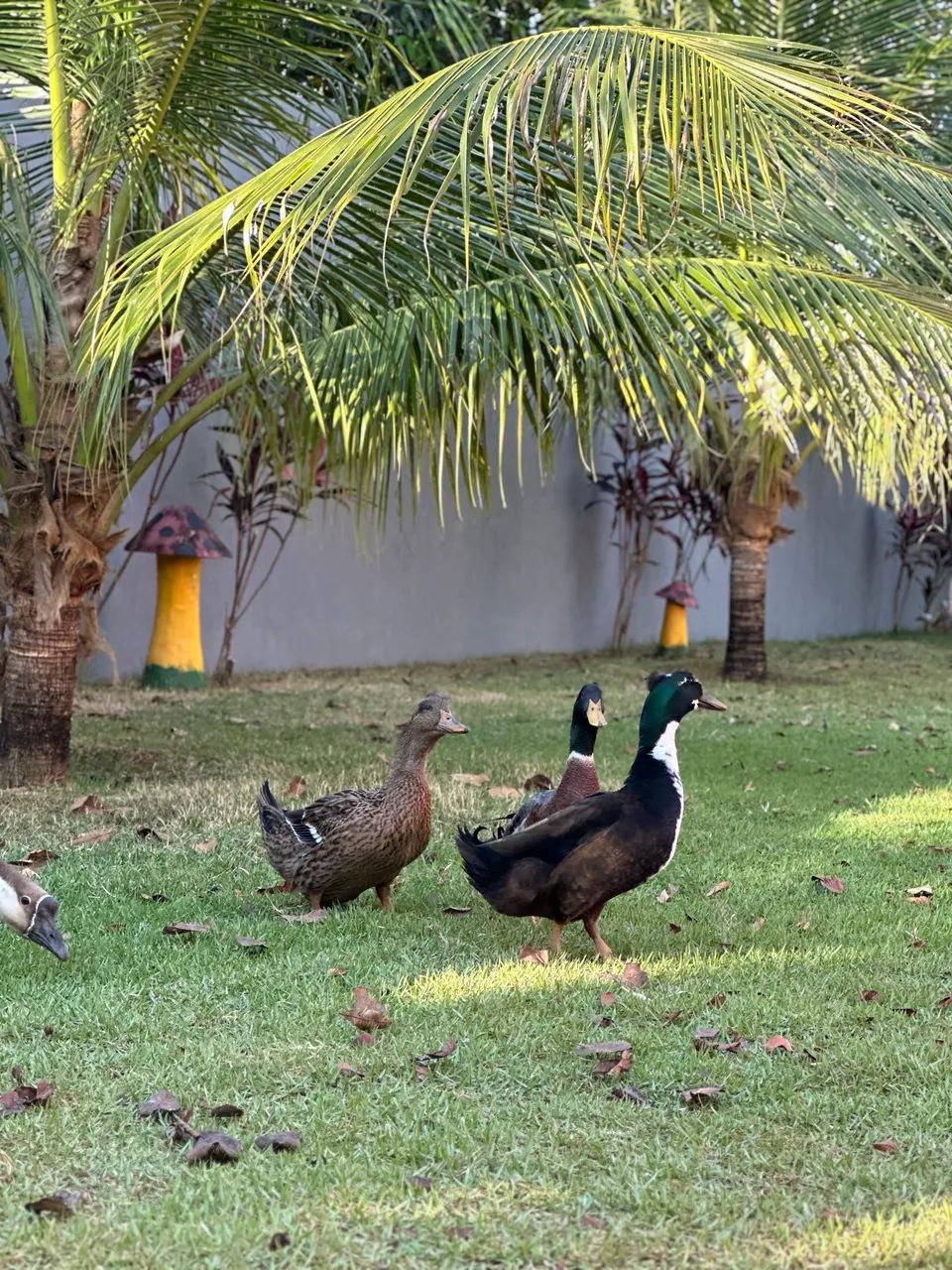 MARRECO PEQUIM E POMPOM A VENDA 