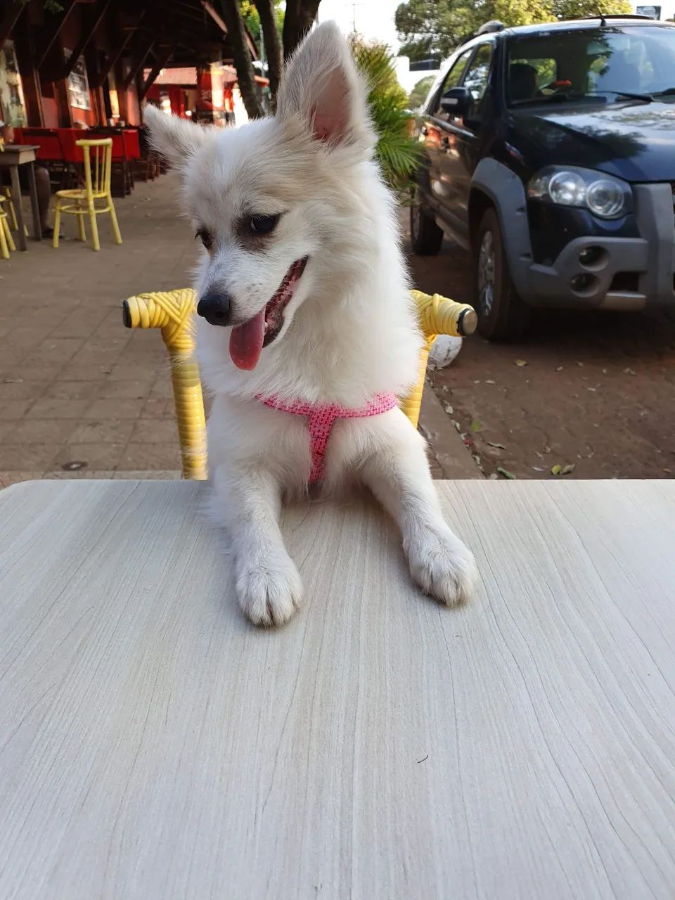 Animais  - Foto 3