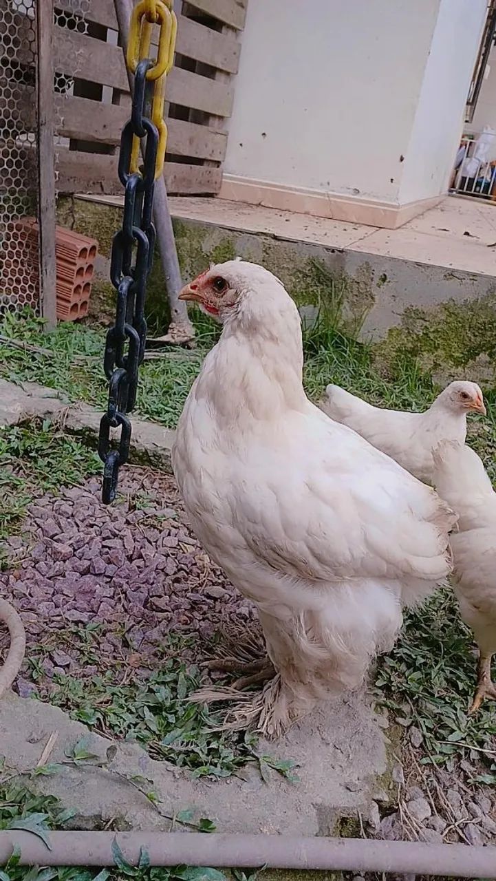 Frangos e pintos GSB & BRAHMA - Foto 6