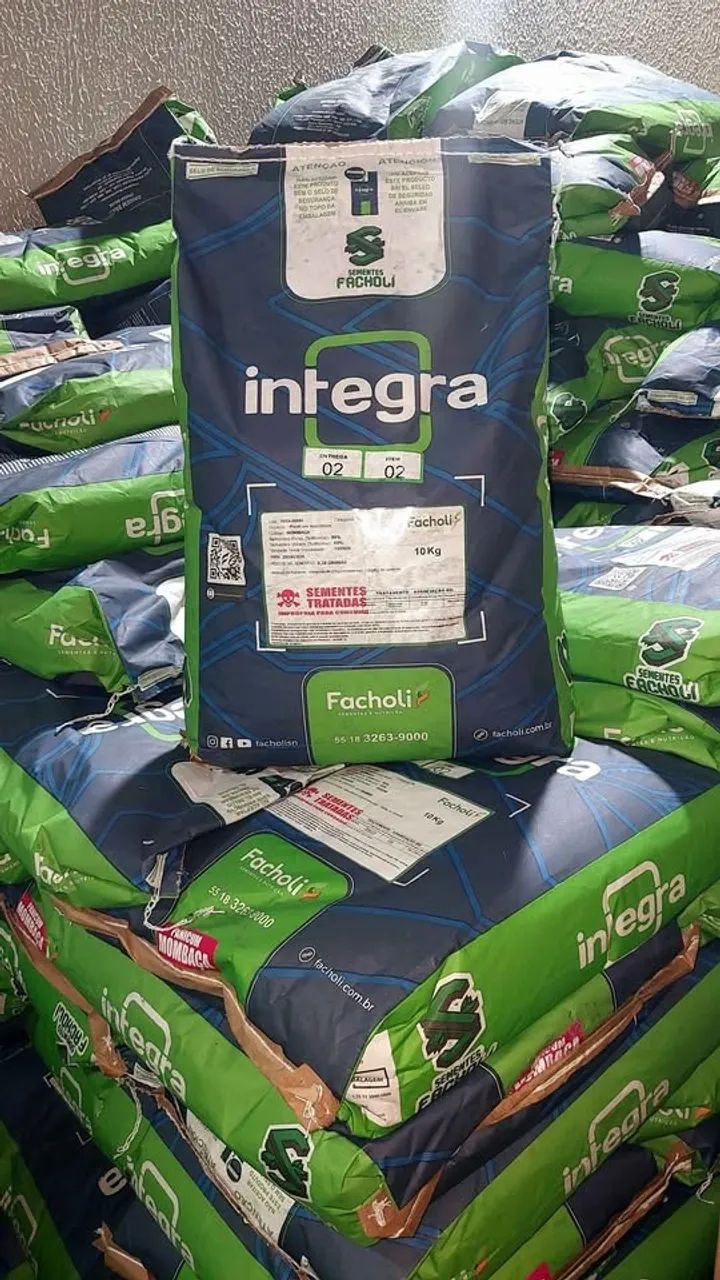 Semente de capim Mombaça 10kg revestida - Facholli(Nova)