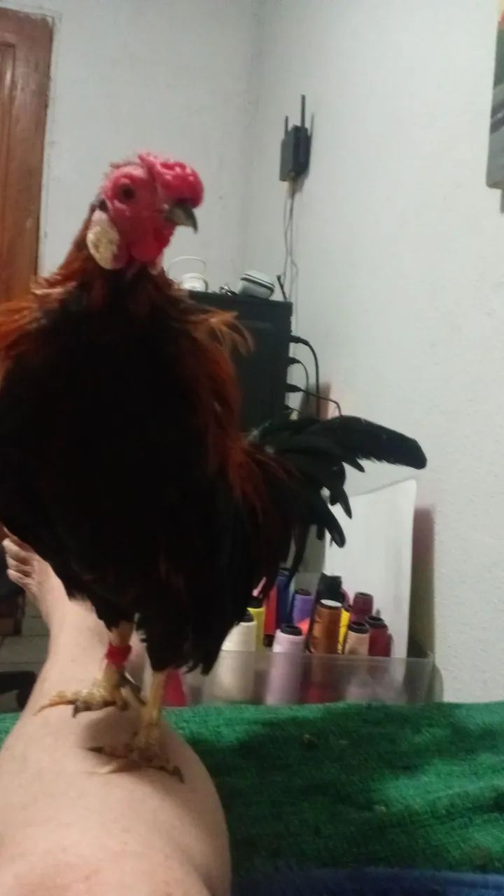 Garnizer 