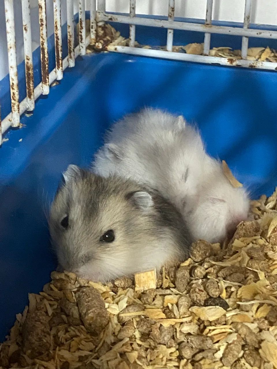 Roedor Hamster Anão Russo - Foto 3