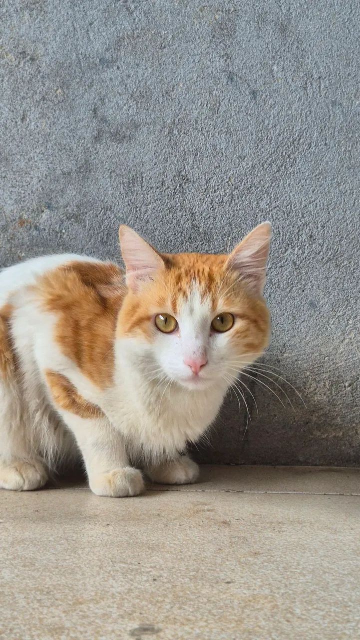 Gatinho para doação  - Foto 4