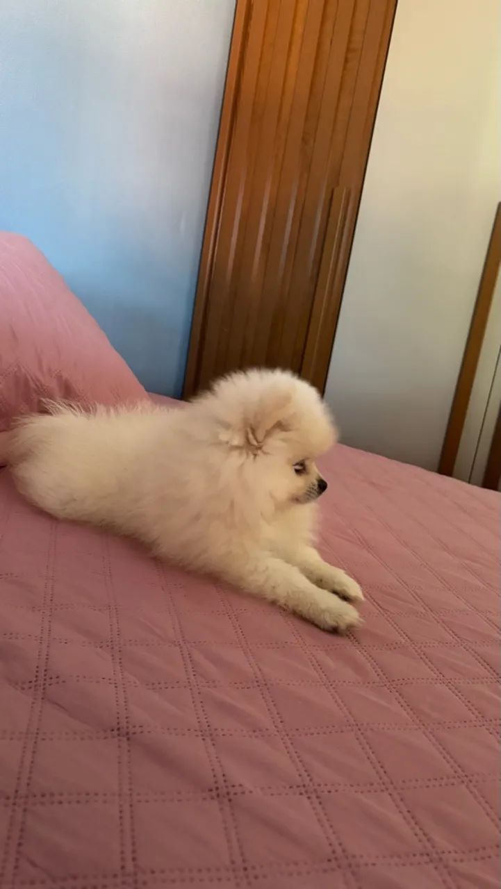 Cachorro  - Foto 3