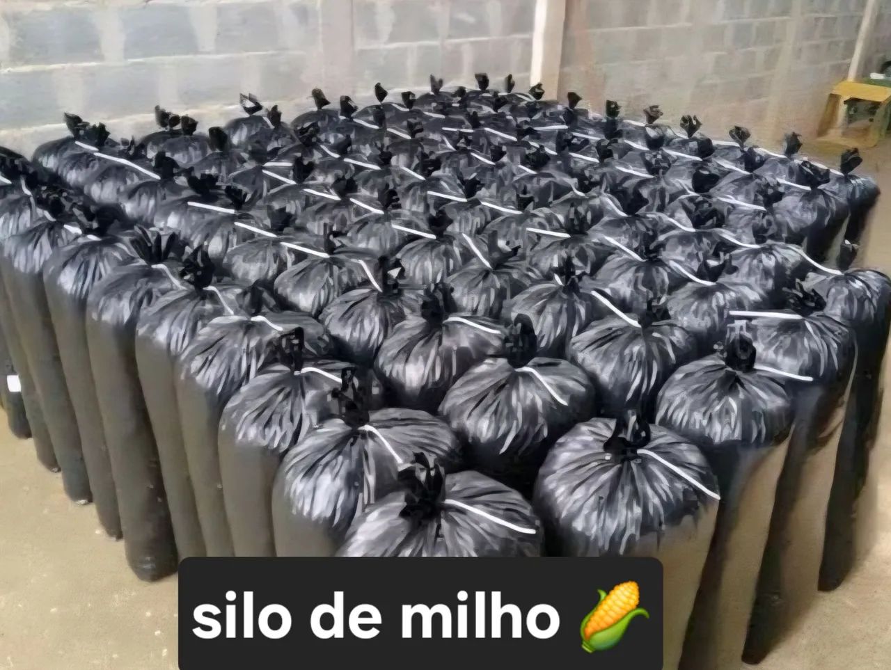 Silo de Milho no INCRA 6