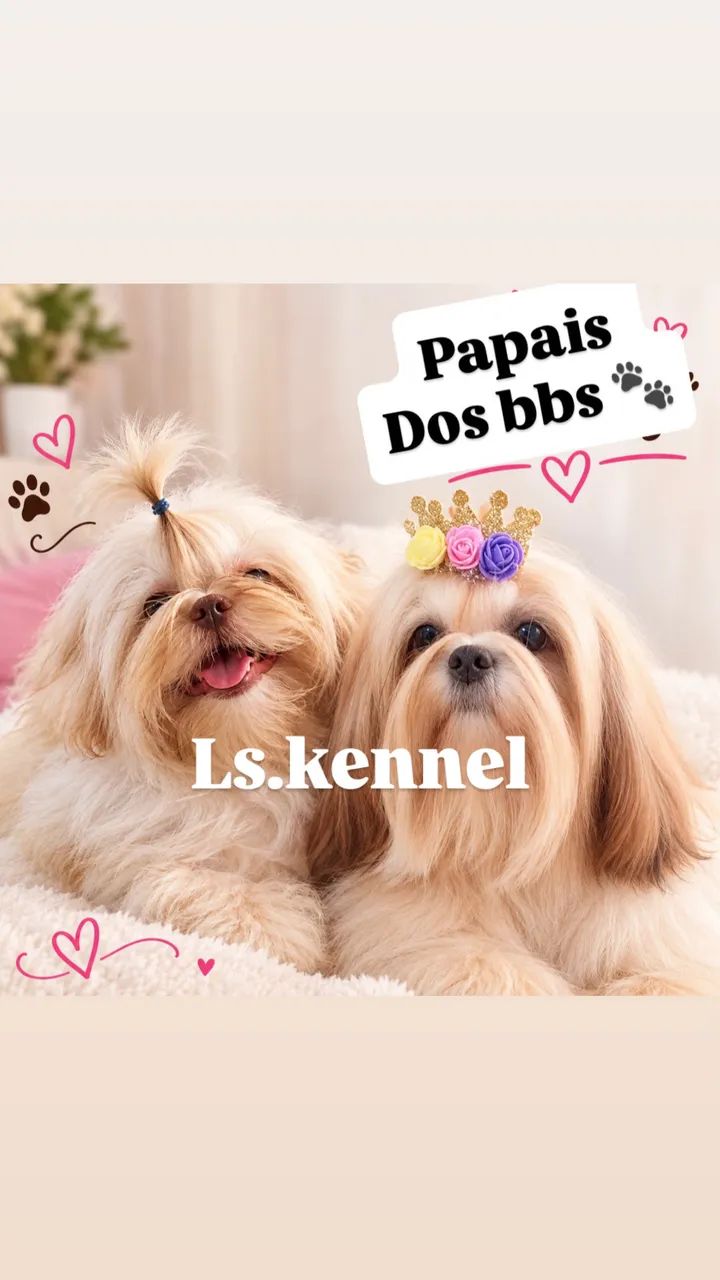 BBS Shihtzu para reserva  - Foto 2
