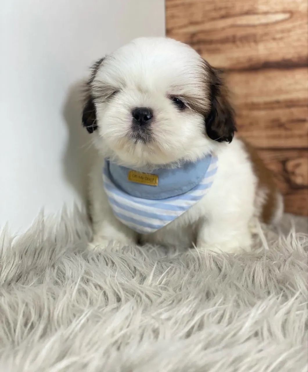 Shihtzu  - Foto 4