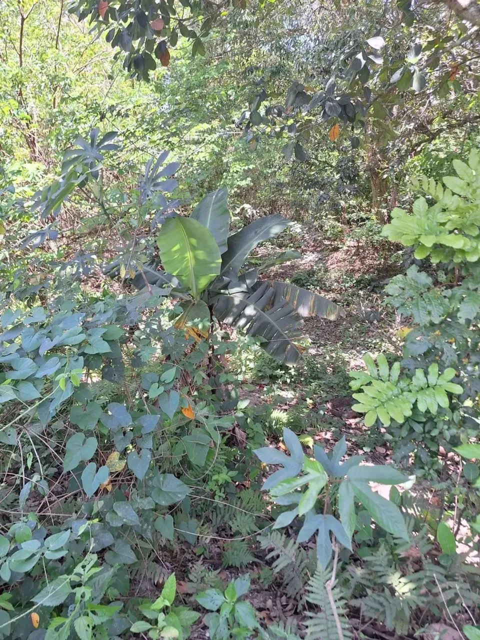 sítio com 14.000m² - Foto 15