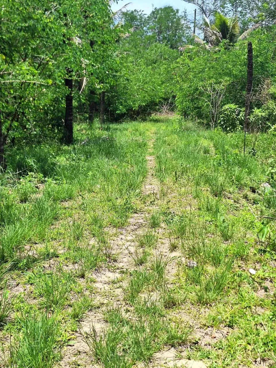 sítio com 14.000m² - Foto 6