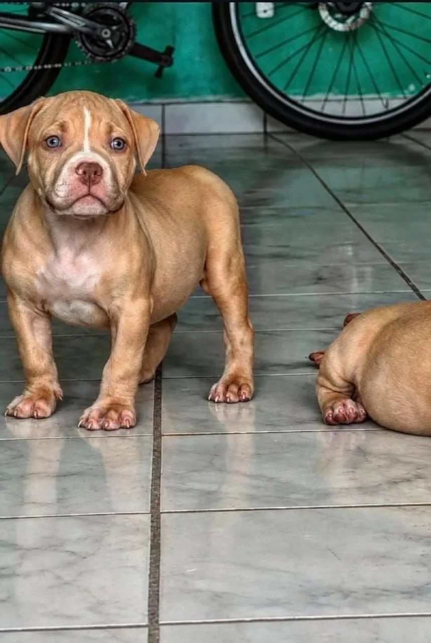 Filhote macho PITMONSTER 