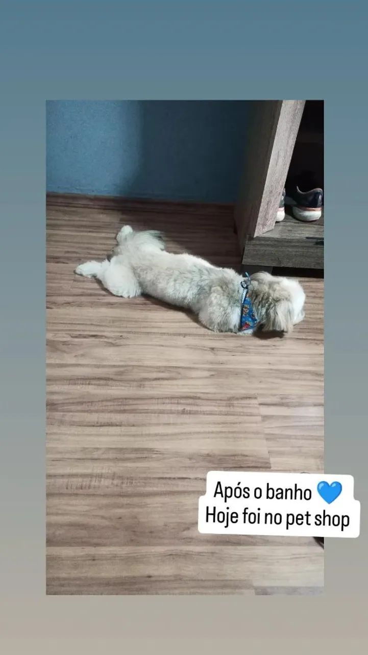 Um amigo - Foto 2