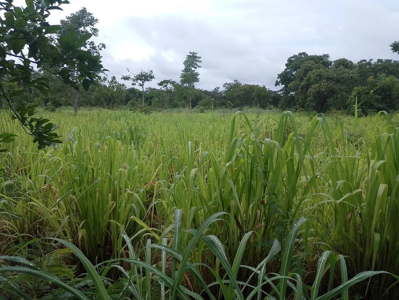 Foto - Várzea Grande - Capão Grande