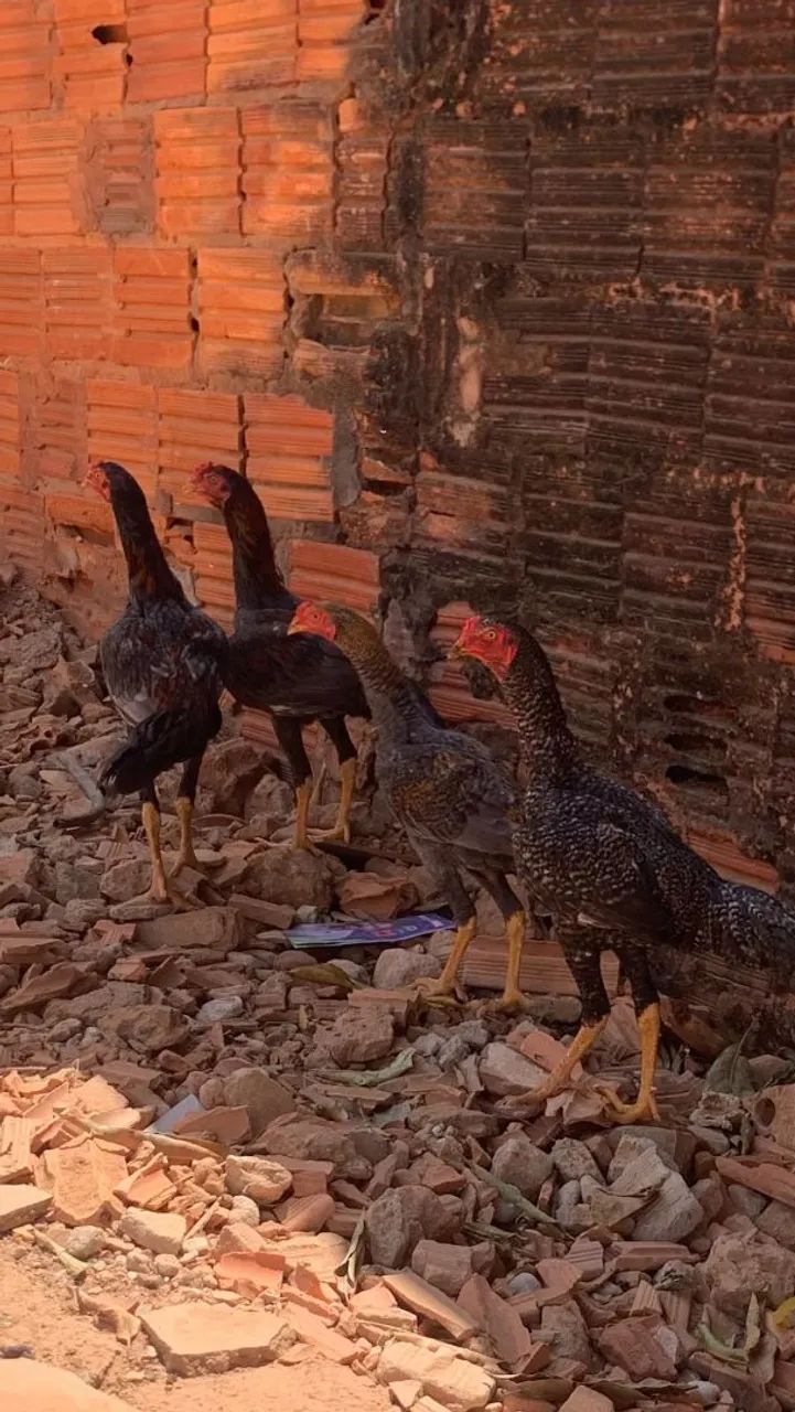 Frango Caipira