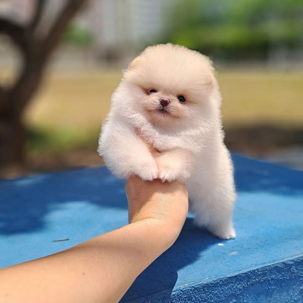 Chegaram Os Ursinhos mais lindos da Olx