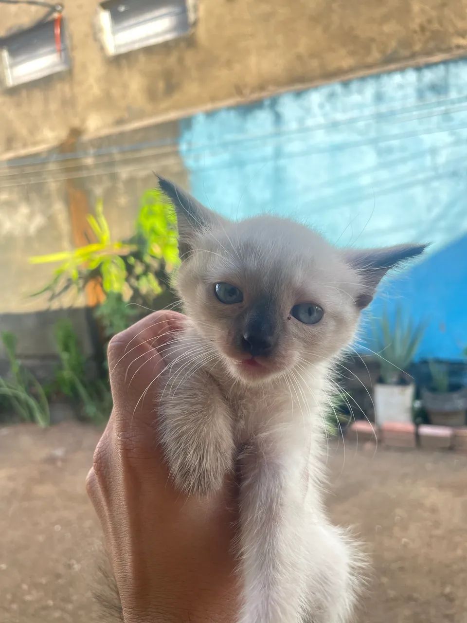 Gatos - Foto 2