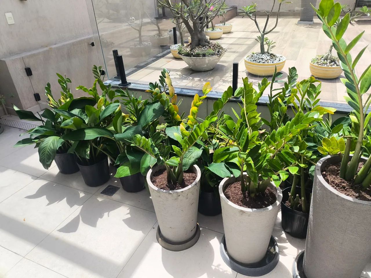 Vende-se muda de zamioculca e lírio da paz - Foto 2