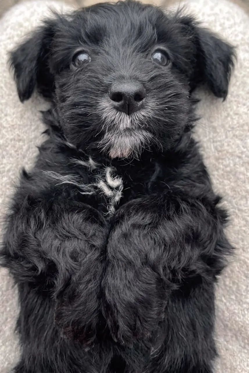 VILHOTE LHASA APSO