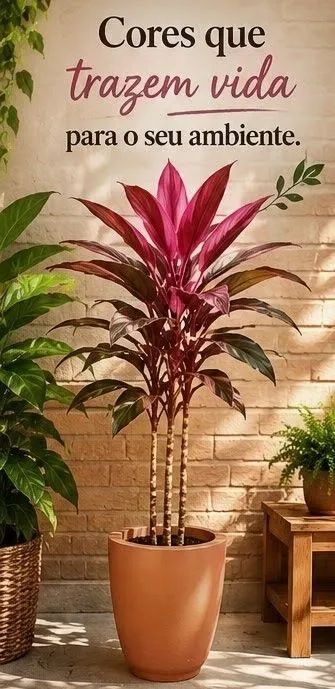 Dracena vermelha planta - Foto 2