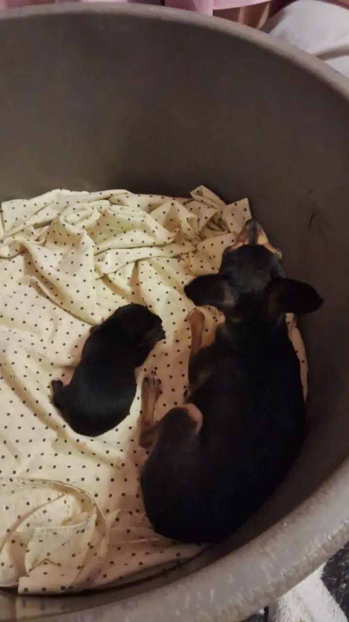 Pinscher miniatura macho para reserva 
