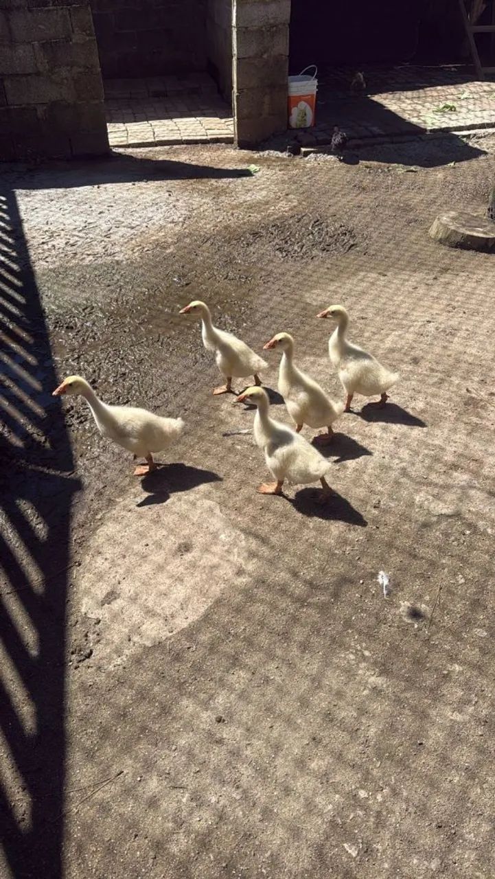 Filhotes de Gansos Sinaleiro Chinês Branco 