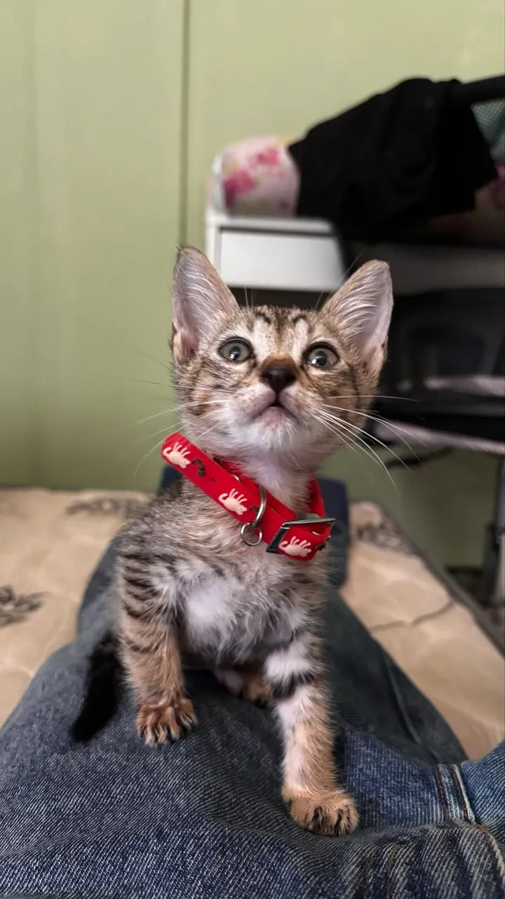 gatinho rajado pra adoção ? - Foto 3