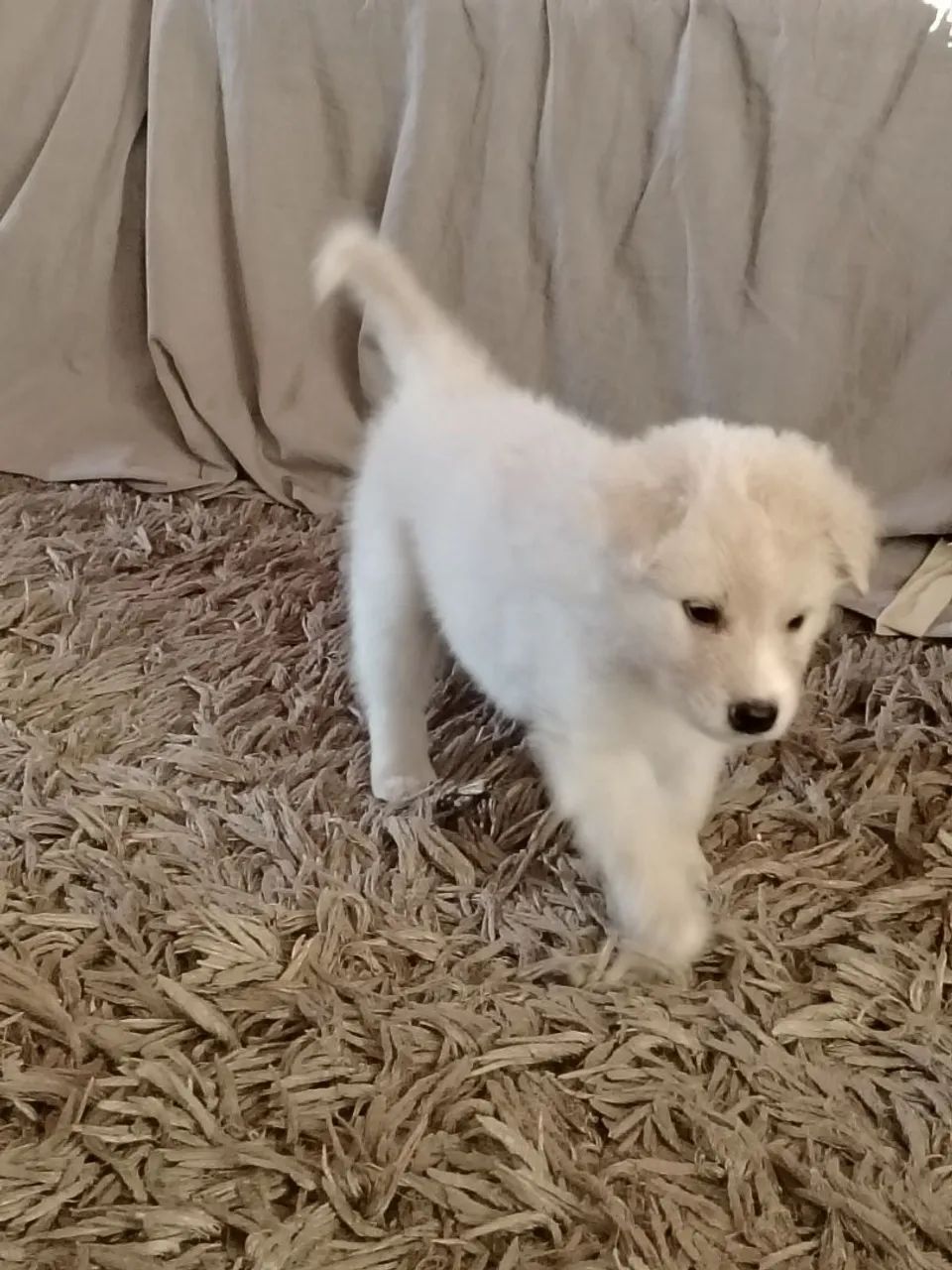 Pet - Foto 2