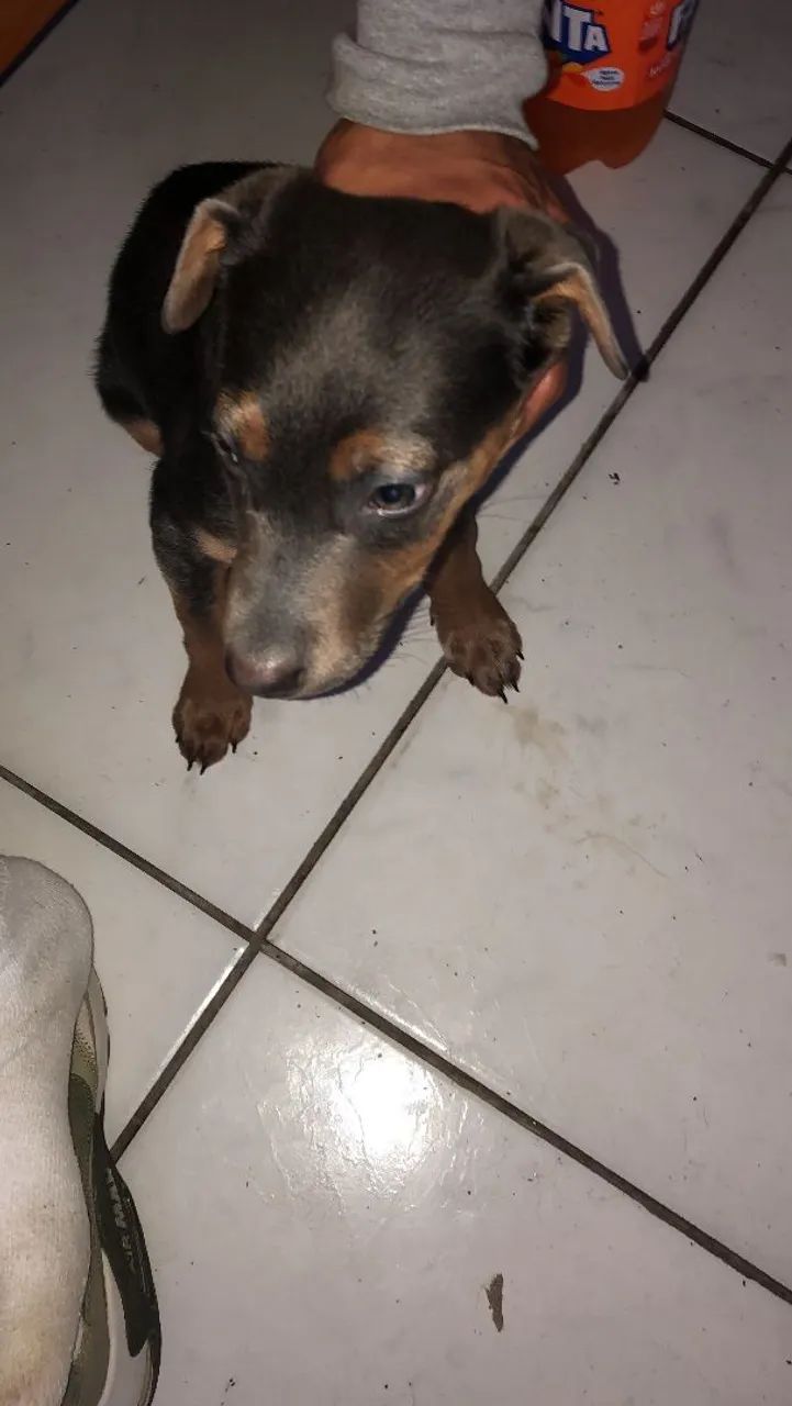 Doação de cachorro  - Foto 2